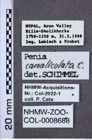 Etiketten zu Penia canaliculata (NHMW-ZOO-COL-0008688)